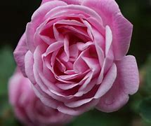 Image result for Hermosa Rose