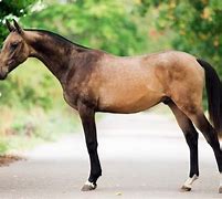 Image result for Old Breeds of Horses