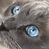 Image result for Blue and White Ragdoll Cat