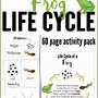 Image result for Frog Life Cycle Template