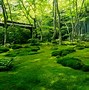 Image result for Types of Moss for Kids