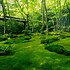 Image result for Different Types of Moss