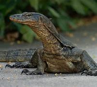 Image result for Big Lizard Animal