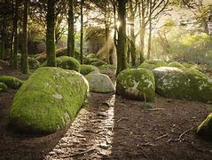 Image result for Rock with Moss On Very Top