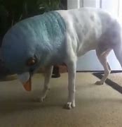 Image result for Scary Cursed Dog