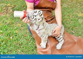 Image result for Zookeeper Feeding Tiger