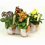 Image result for Primula auricula Clunie II