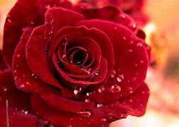 Image result for Pretty Red Roses Wallpaper