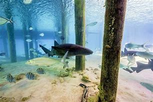 Image result for Fish Species in Exuma Bahamas