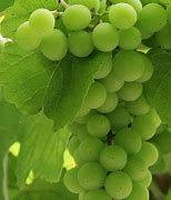 Image result for albariao
