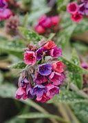 Pulmonaria Raspberry Splash 的图像结果