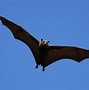 Image result for Biggest Bat Ever Found