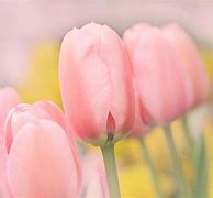 Image result for Pastel Pink Tulips