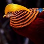 Image result for Fascinating Birds