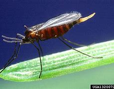 Image result for "hessian-fly"