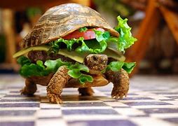 Image result for Sandwich Tortoise