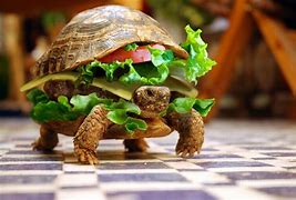 Image result for Sandwich Tortoise