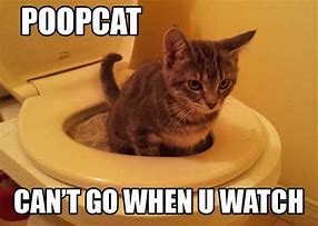 Image result for Poop Funny Cat Memes