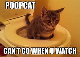 Image result for Cat Poop Picture Memes