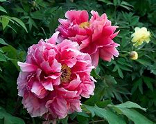 Image result for Peonie Flower Wallpaper iPhone