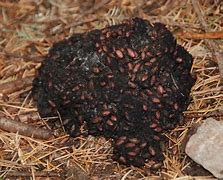 Image result for Bear Turds
