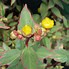 Image result for Hypericum moserianum Tricolor