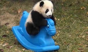 Image result for Baby Pandas Playing