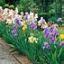 Image result for Iris germanica Bold Print