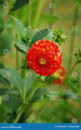 Image result for Dahlia New Baby