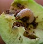 Image result for Apple Tree Bugs