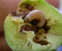Image result for Apple Tree Bugs