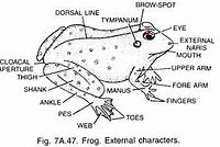Image result for Common Indian Frog HD Images