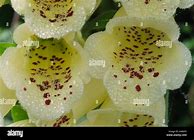 Image result for Digitalis purpurea primrose carousel