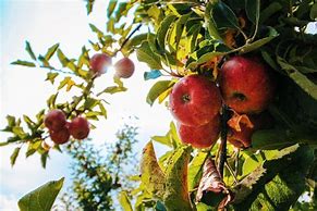 Image result for Fun Facts About Apple Orchards