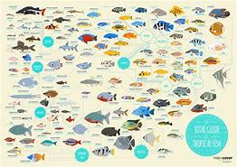Image result for Tropical Fish Identification