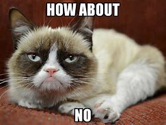 Image result for Grumpy Cat No