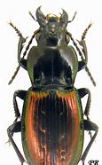 Image result for Oreotrochilus Trochilidae
