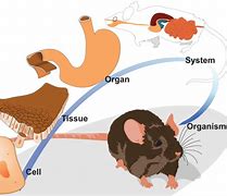 Image result for Complex Organism Example