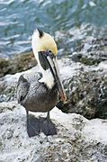 Image result for Cute Pelican