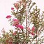 Image result for Lagerstroemia indica Tonto