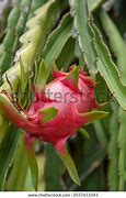 Image result for Red Dragon Fruit Plant Small