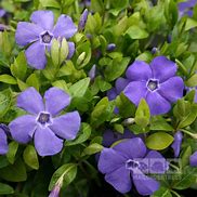 Image result for Vinca minor Bowles Variety