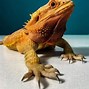 Image result for Forest Dragon Lizard