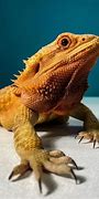 Image result for South African Dragon Lizard