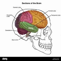 Image result for Human Brain Skull Drawing