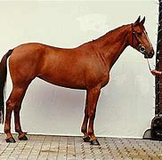Image result for German Horse Breeds