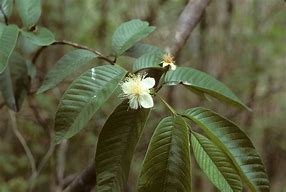 Image result for Psidium Guajava Plant