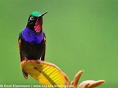Image result for Lamprolaima Trochilidae