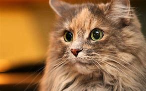 Image result for Cool Backgrounds of Cats