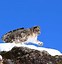 Image result for Giant Snow Leopard